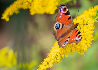 Fokusimpulse – Kleine Welt ganz groß Schmetterling