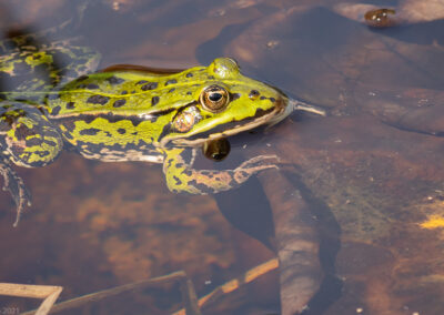 Fokusimpulse – Kleine Welt ganz gross Frosch