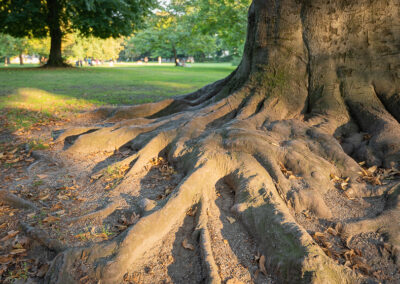 Fokusimpulse – Licht und Schatten Park Wurzeln