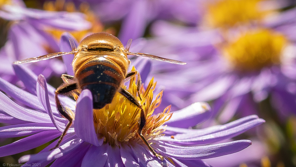 Fokusimpulse Tiere Biene