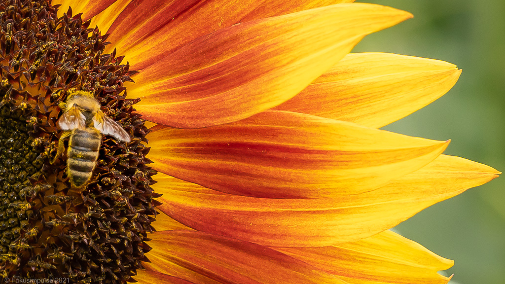 Fokusimpulse Tiere Biene Sonnenblume