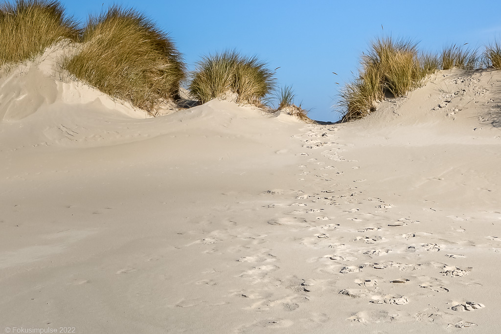 Fokusimpulse – Amrum Puscheldünen