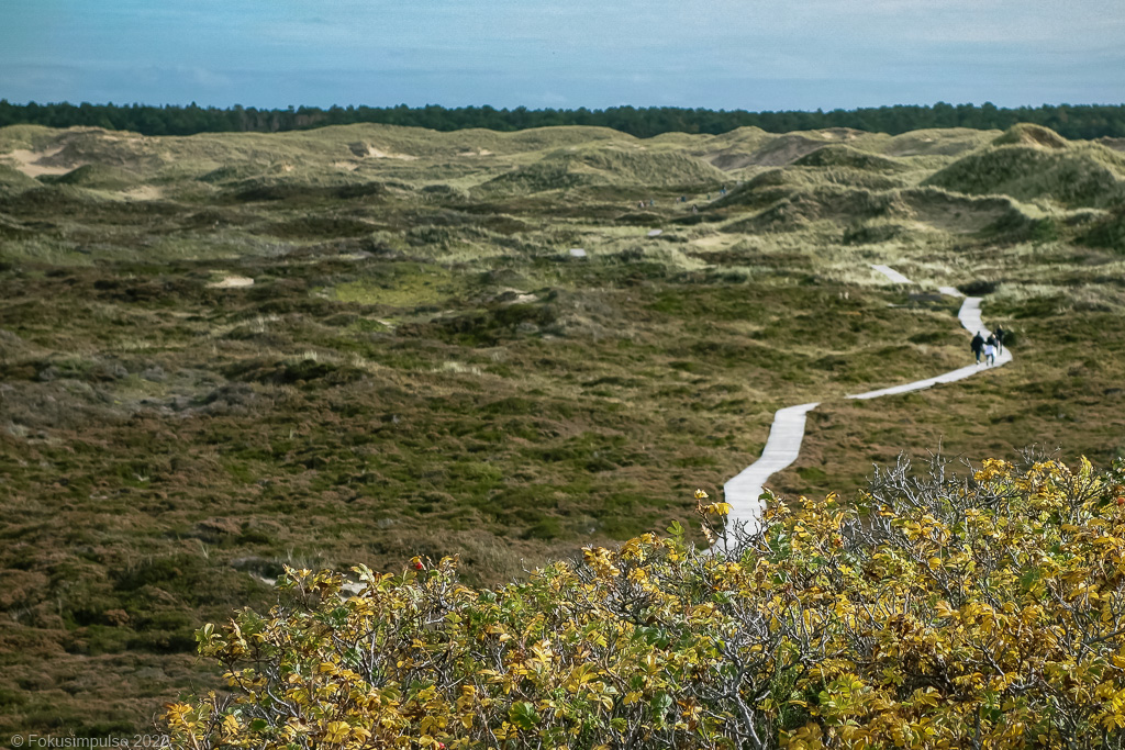 Fokusimpulse - Amrum Norddorfer Dünenlandschaft