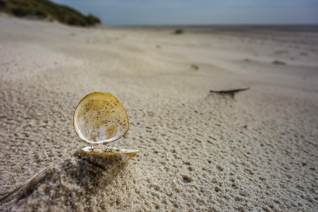 Fokusimpulse - Amrum Muschel am Strand