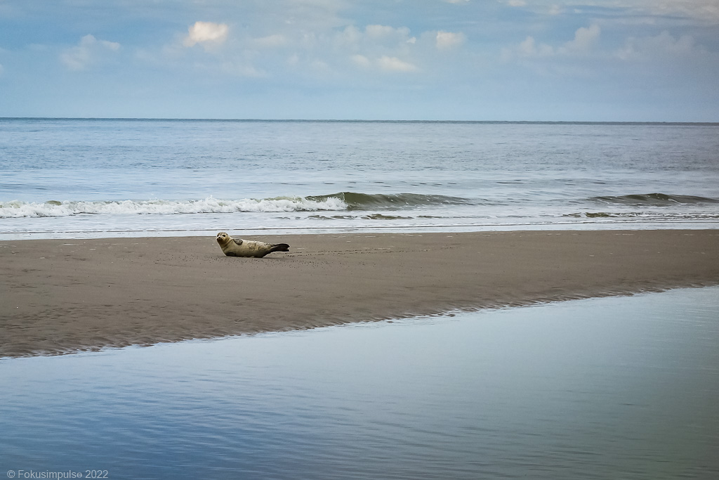 Fokusimpulse - Amrum Robbe am Strand