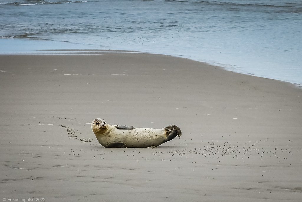 Fokusimpulse - Amrum Seehund am Strand