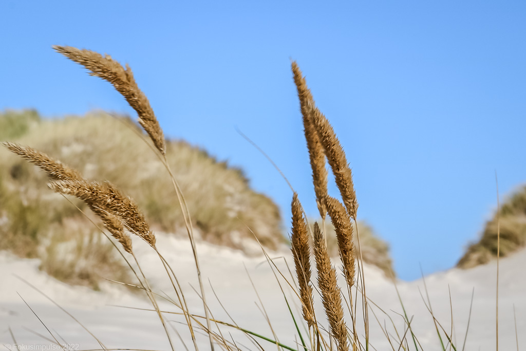 Fokusimpulse – Amrum Strandhafer