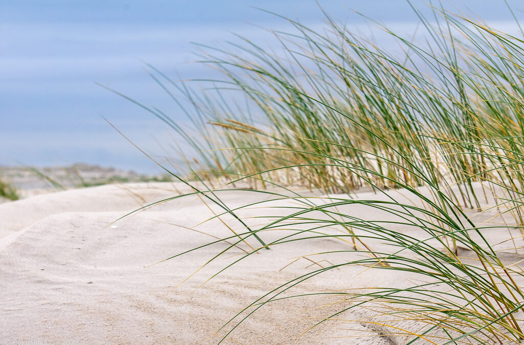 Natururlaub auf Amrum