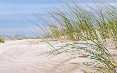 Natururlaub auf Amrum