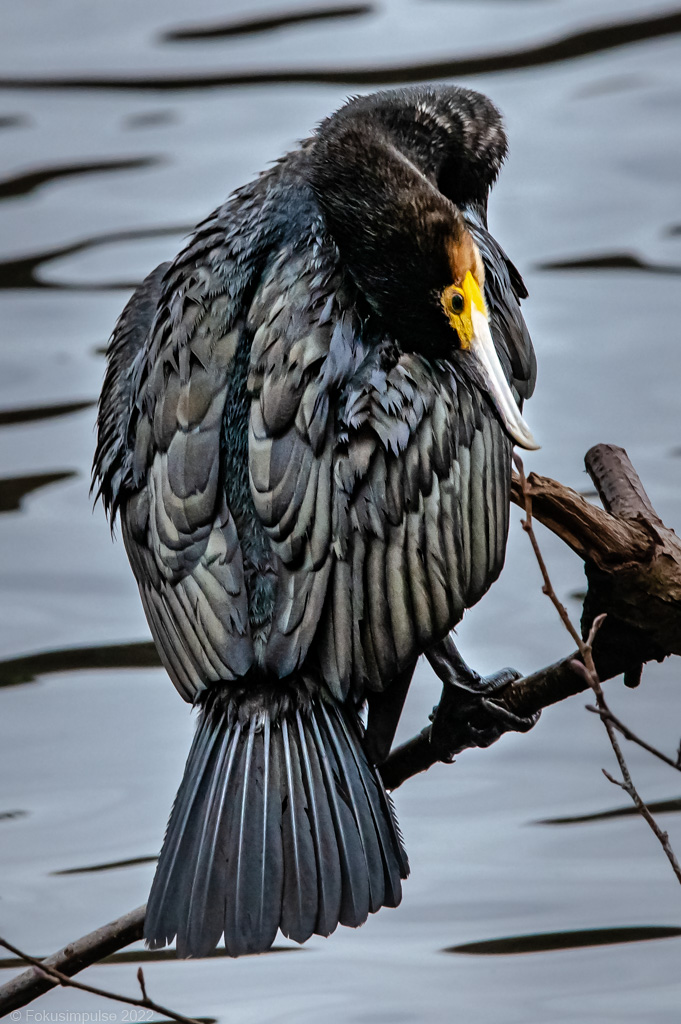 Fokusimpulse – Entdeckerkarte Kormoran