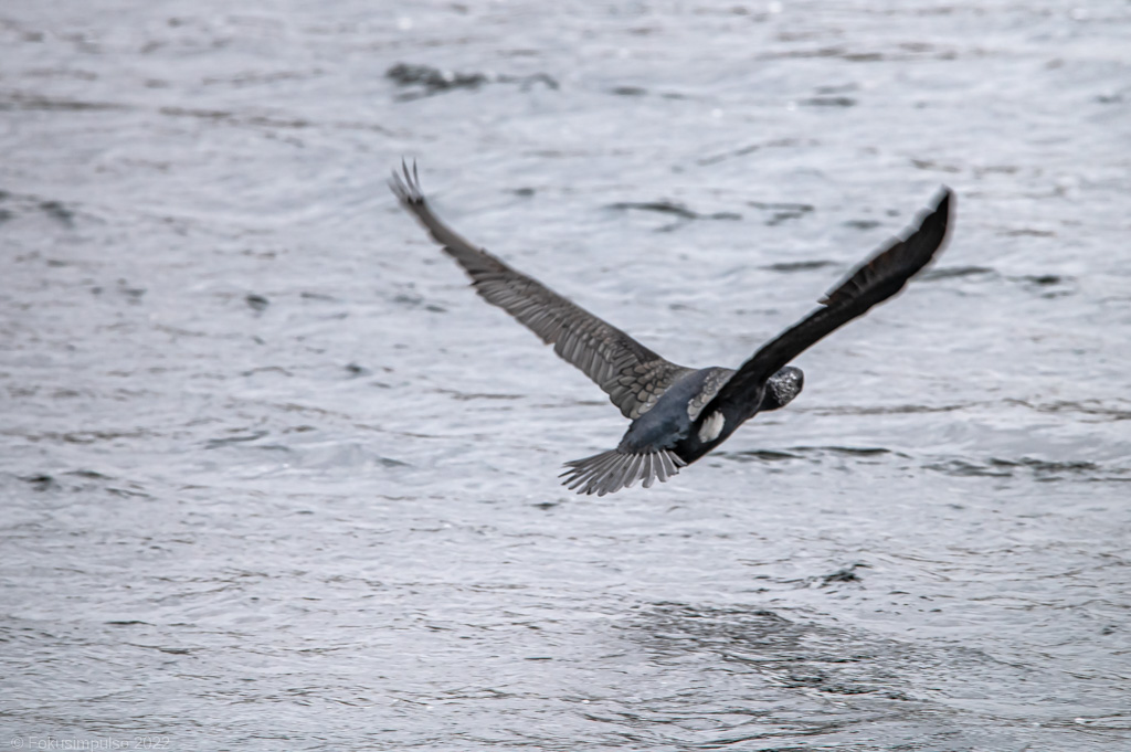 Fokusimpulse – Entdeckerkarte Kormoran Grunewald