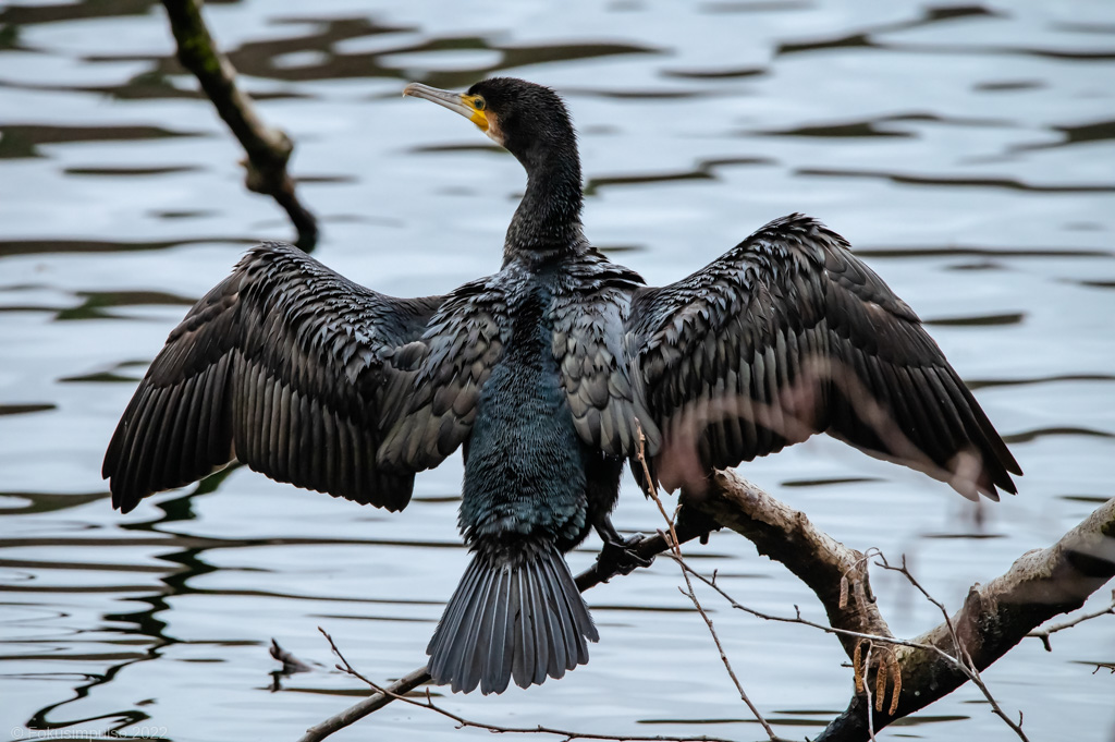 Fokusimpulse – Entdeckerkarte Kormoran See