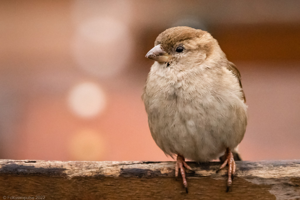 Fokusimpulse – Entdeckerkarte Spatz Grunewald