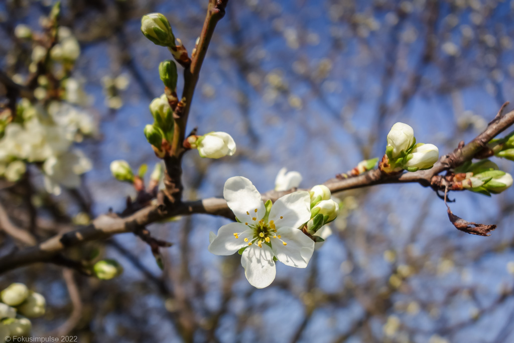 Fokusimpulse – Kirschblüte im Tiroler Viertel in Pankow