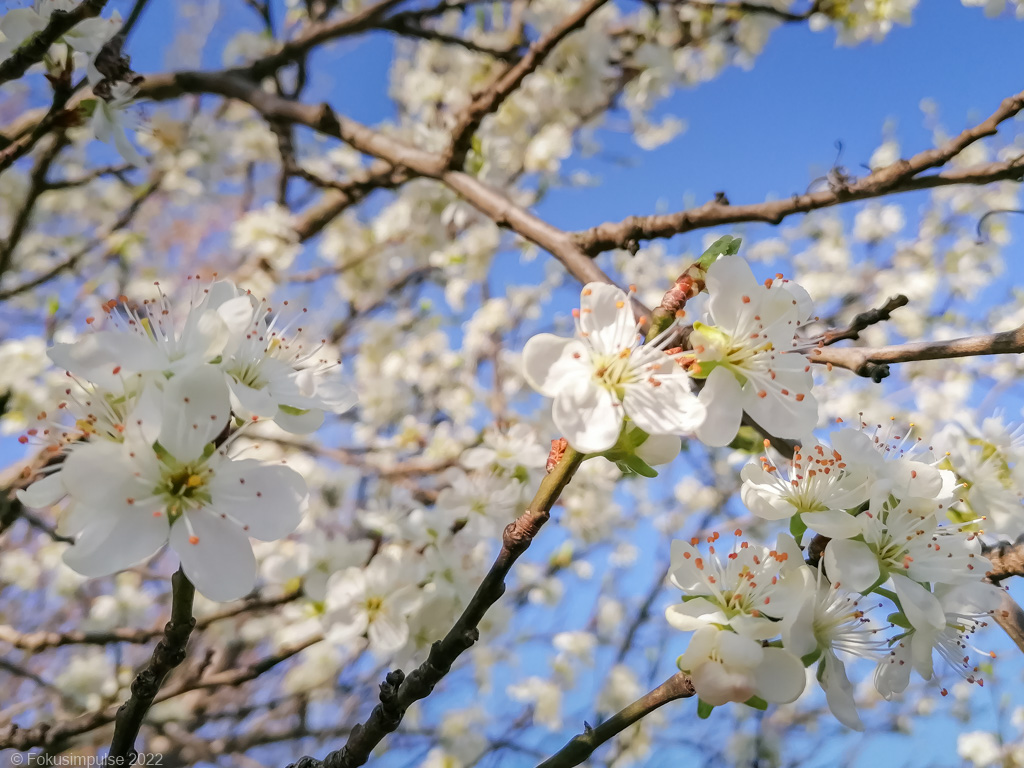 Fokusimpulse – Kirschblüte im Tiroler Viertel in Pankow