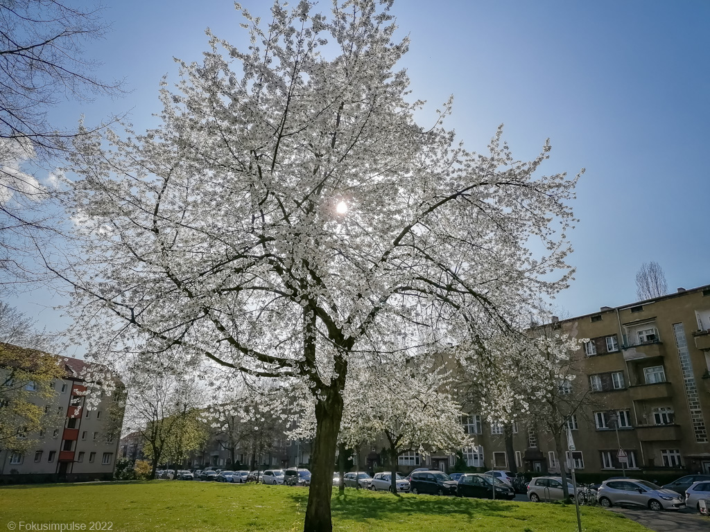 Fokusimpulse – Kirschblüte in der Dolomitenstraße in Pankow