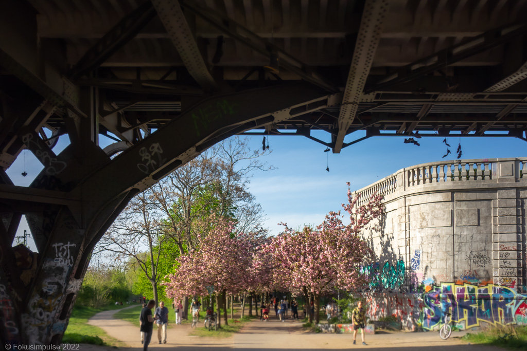 Fokusimpulse – Kirschblüte nahe der Bösebrücke