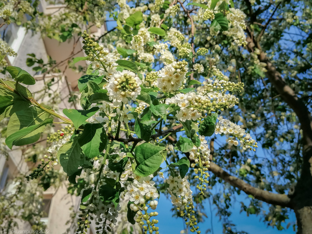 Fokusimpulse – Kirschblüte in der Dunckerstraße in Prenzlauer Berg