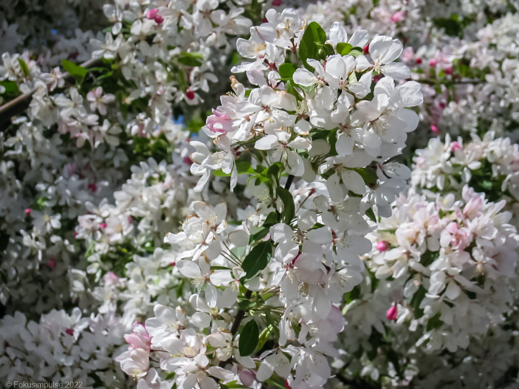 Fokusimpulse – Kirschblüte im Mauerpark