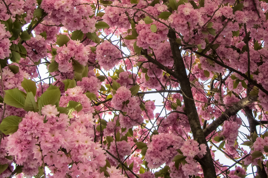 Fokusimpulse – Kirschblüte in der Naugarder Straße