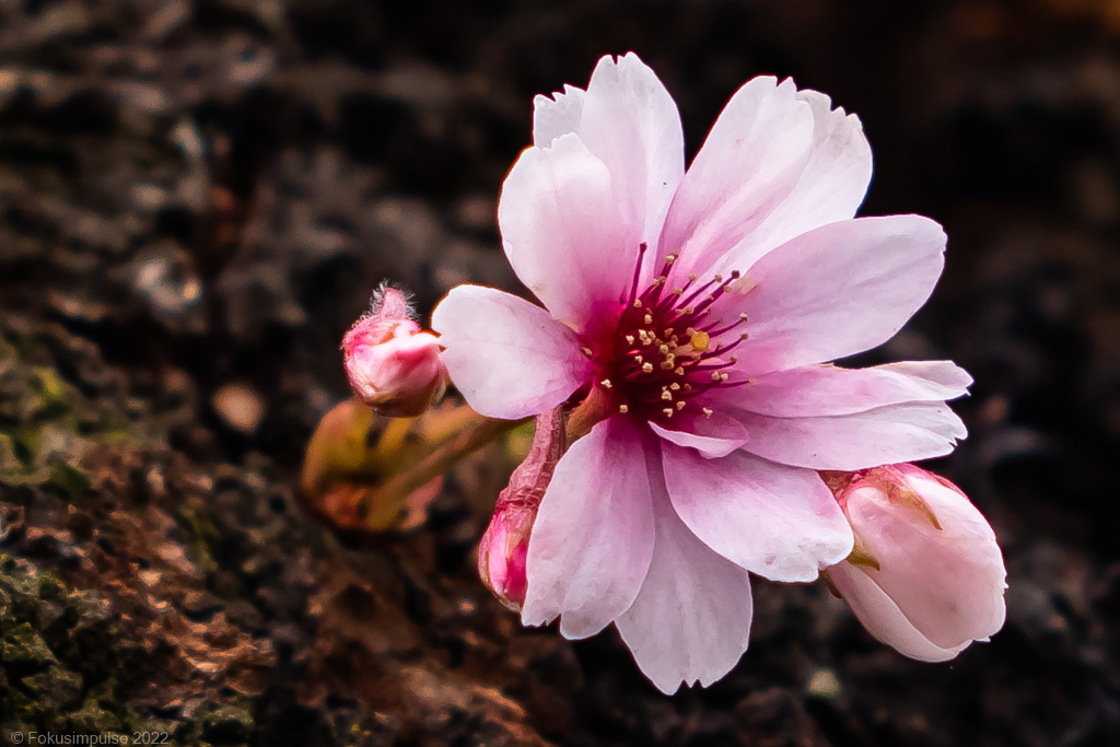 Fokusimpulse – Kirschblüte in der Norwegerstraße südlich der Bösebrücke in Prenzlauer Berg