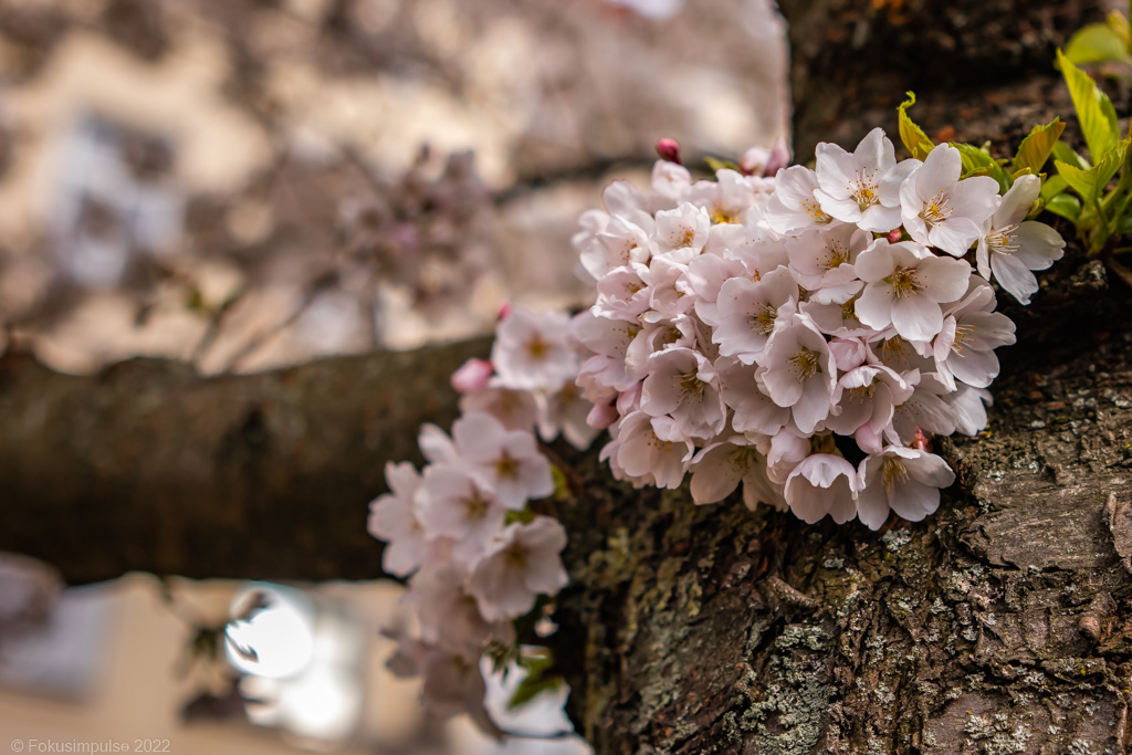 Fokusimpulse – Kirschblüte in der Norwegerstraße südlich der Bösebrücke in Prenzlauer Berg