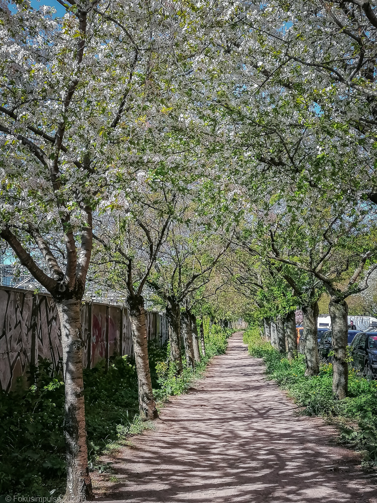 Fokusimpulse – Kirschblüte in der Norwegerstraße südlich der Bösebrücke in Prenzlauer Berg