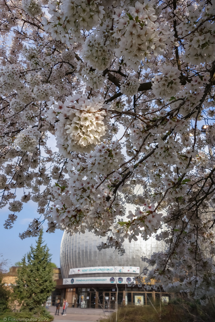 Fokusimpulse – Kirschblüte vor dem Planetarium in Prenzlauer Berg