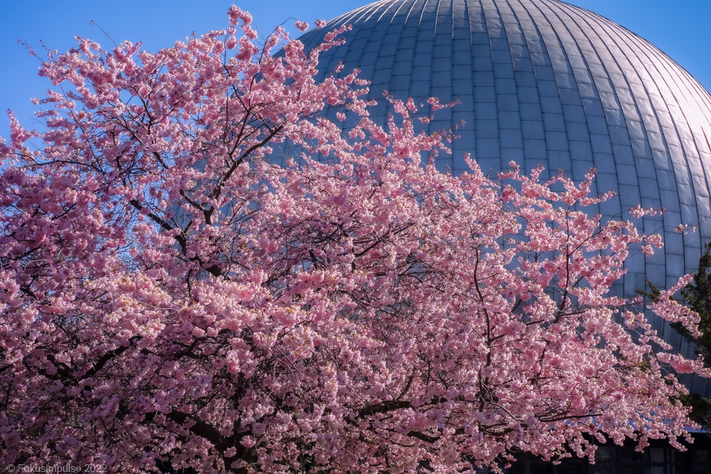 Fokusimpulse – Kirschblüte vor dem Planetarium in Prenzlauer Berg