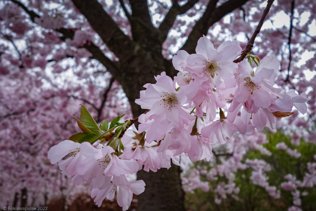 Fokusimpulse – Kirschblüte in der Schwedter Straße in Prenzlauer Berg