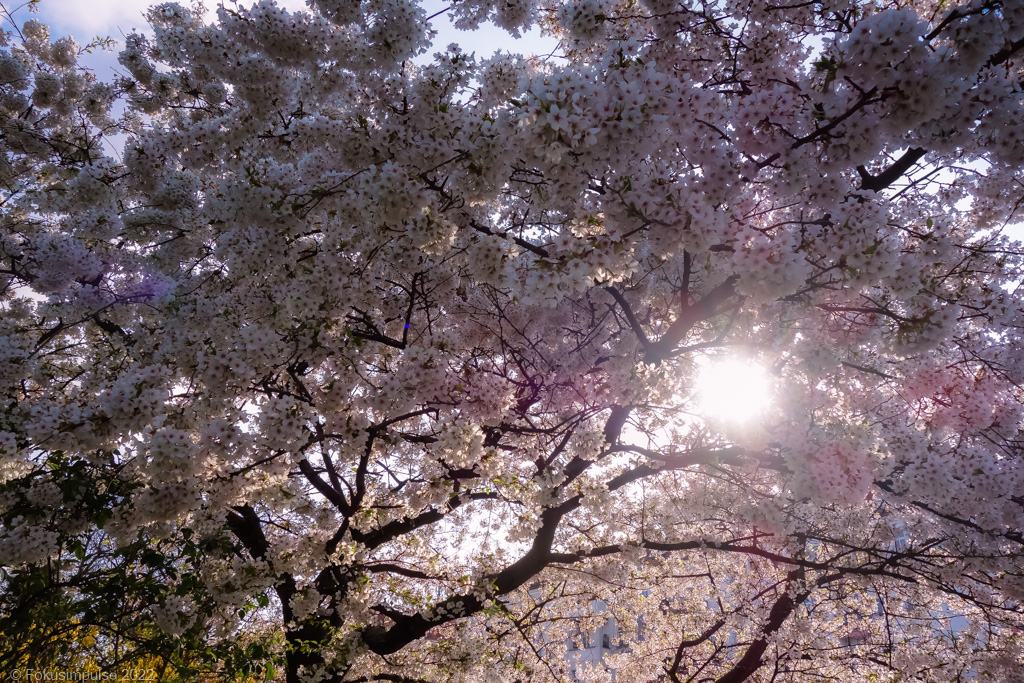 Fokusimpulse – Kirschblüte vor dem Planetarium in Prenzlauer Berg