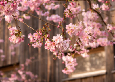 Fokusimpulse – Kirschblüten Berlin