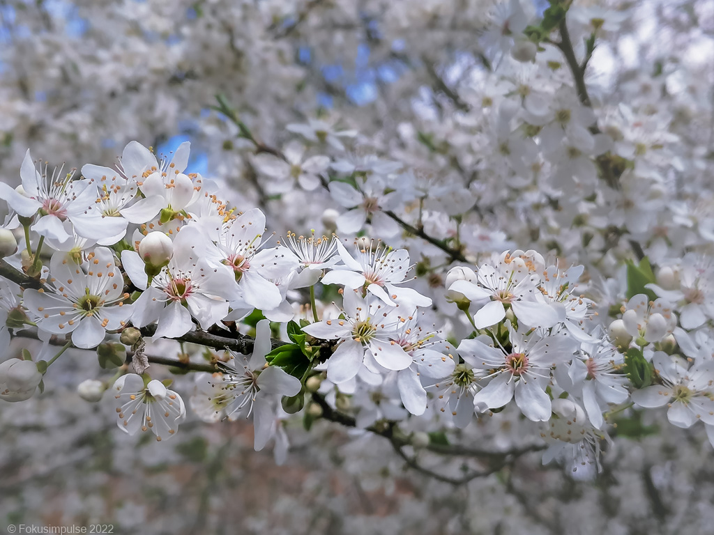 Fokusimpulse – Kirschblüte in Niederschönhausen