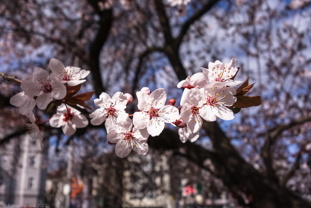 Fokusimpulse – Kirschblüte an der Breiten Straße