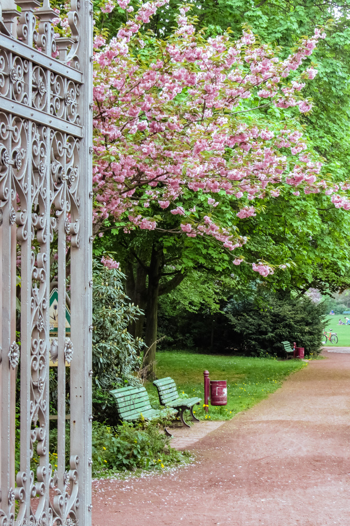 Fokusimpulse – Kirschblüte im Bürgerpark Pankow