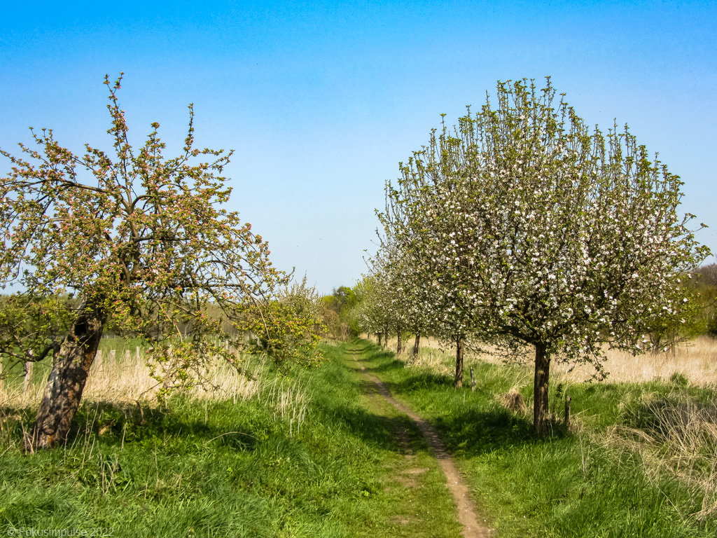 Fokusimpulse – Kirschblüte an den Karower Teichen in Buch