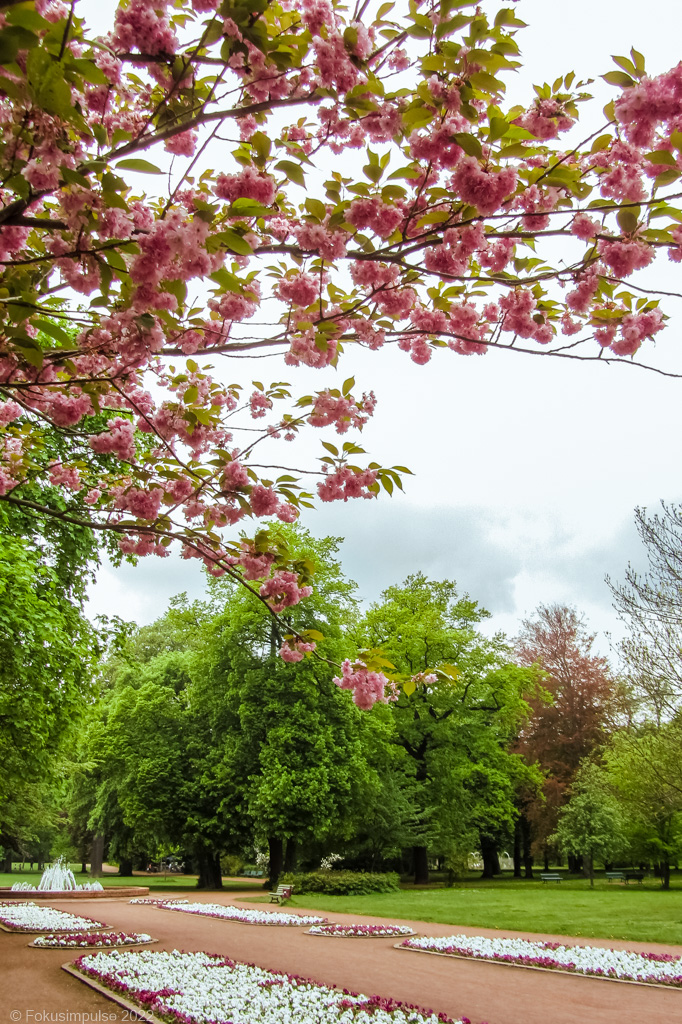 Fokusimpulse – Kirschblüte im Bürgerpark Pankow