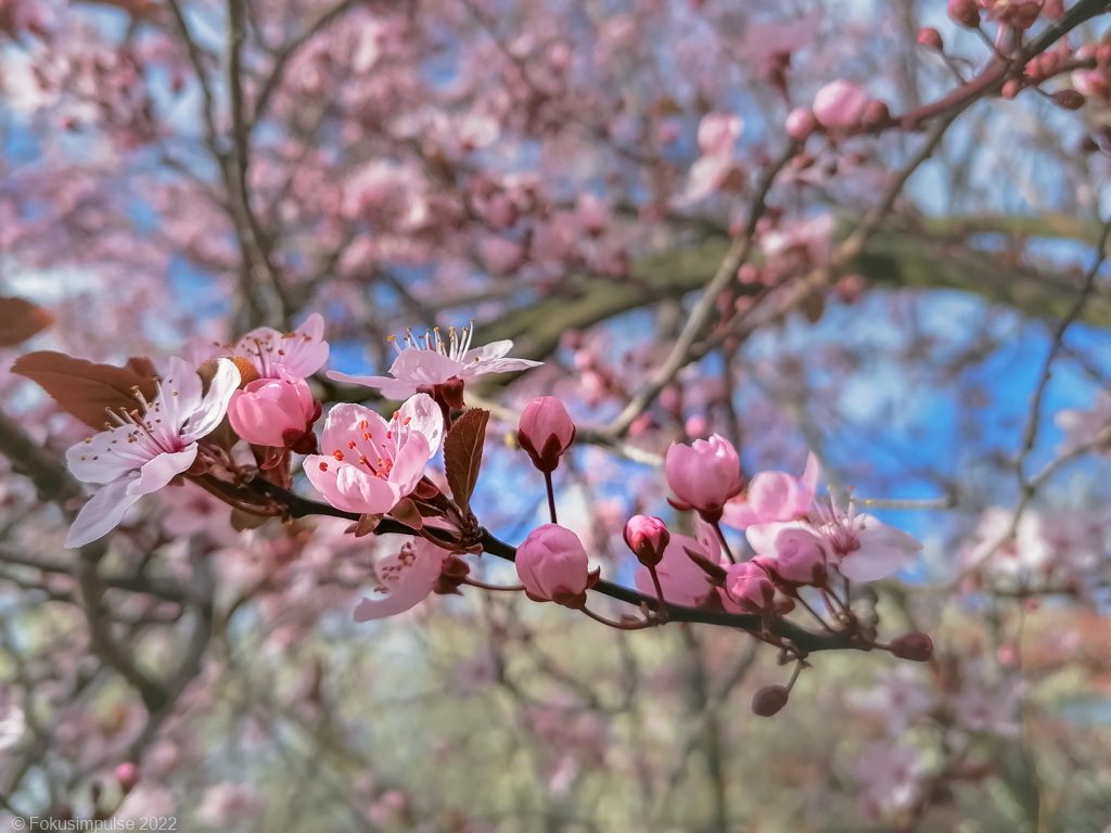 Fokusimpulse – Kirschblüte in Niederschönhausen