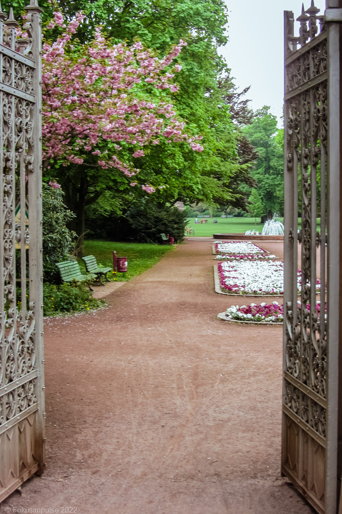 Fokusimpulse – Kirschblüte im Bürgerpark Pankow