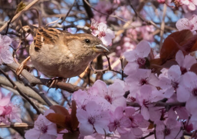 Fokusimpulse – Kirschblüten Berlin Spatz