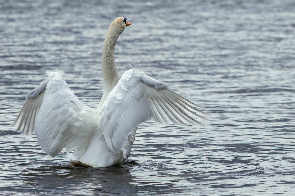 Fokusimpulse – Entdeckerkarte Höckerschwan