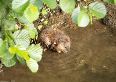 Fokusimpulse – Bünde Nutria an der Else