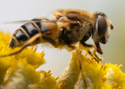 Fokusimpulse – Bünde Fleißiges Bienchen