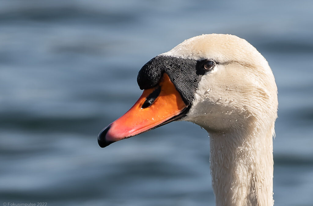 Fokusimpulse – Entdeckerkarte Höckerschwan