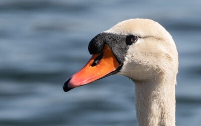 Ich bin ein Höckerschwan