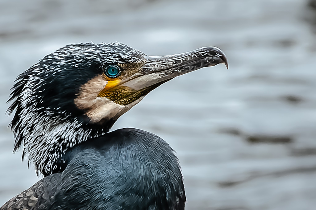 Fokusimpulse – Entdeckerkarte Kormoran Schlachtensee