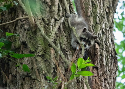 Fokusimpulse – Tiere Neugieriges Waschbärbaby