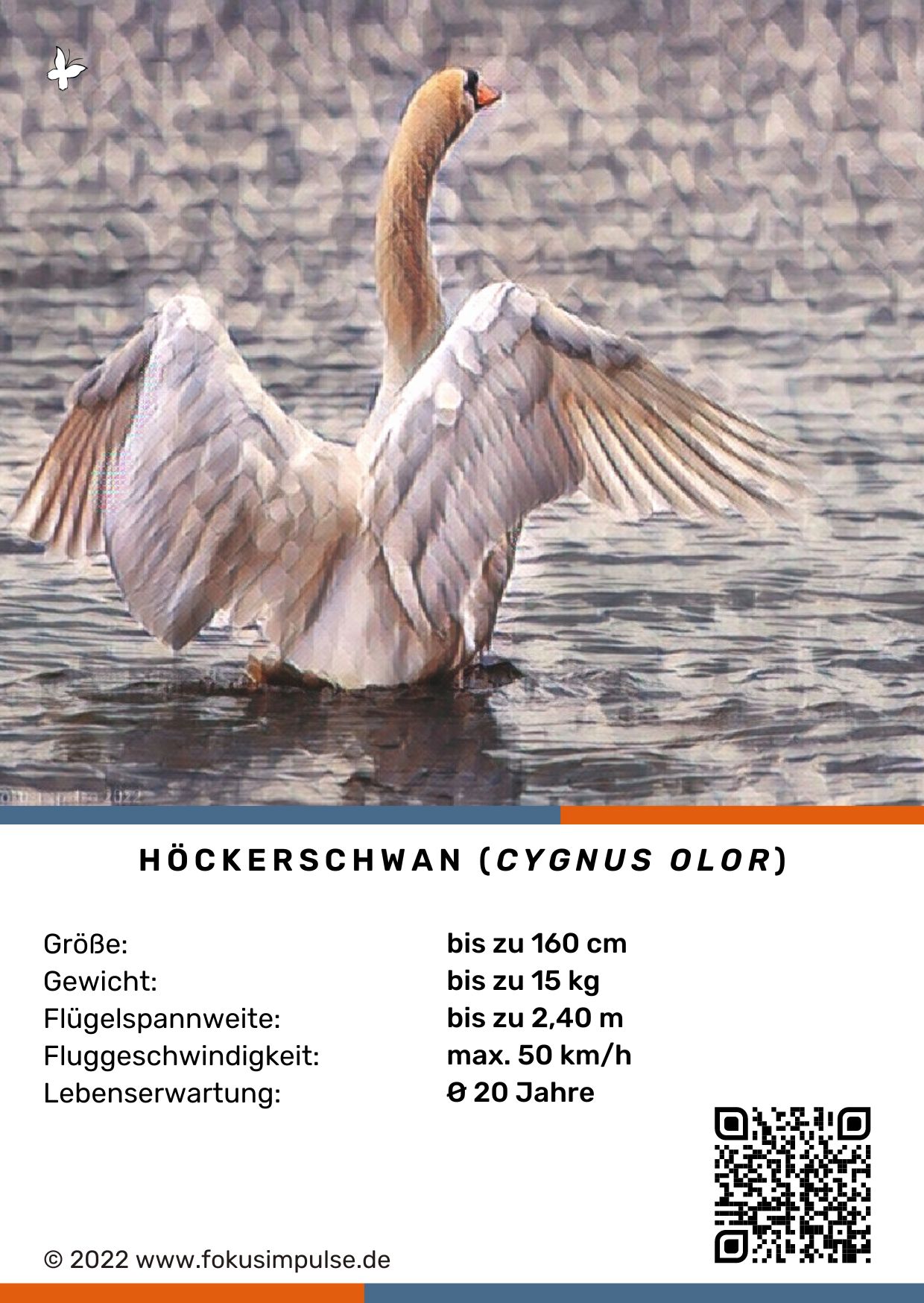 Fokusimpulse Steckbrief Höckerschwan