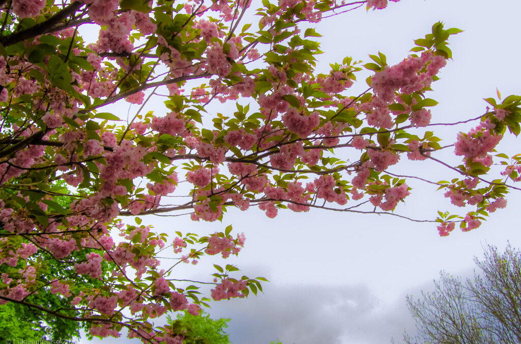 Kirschblütenspaziergang durch Pankow