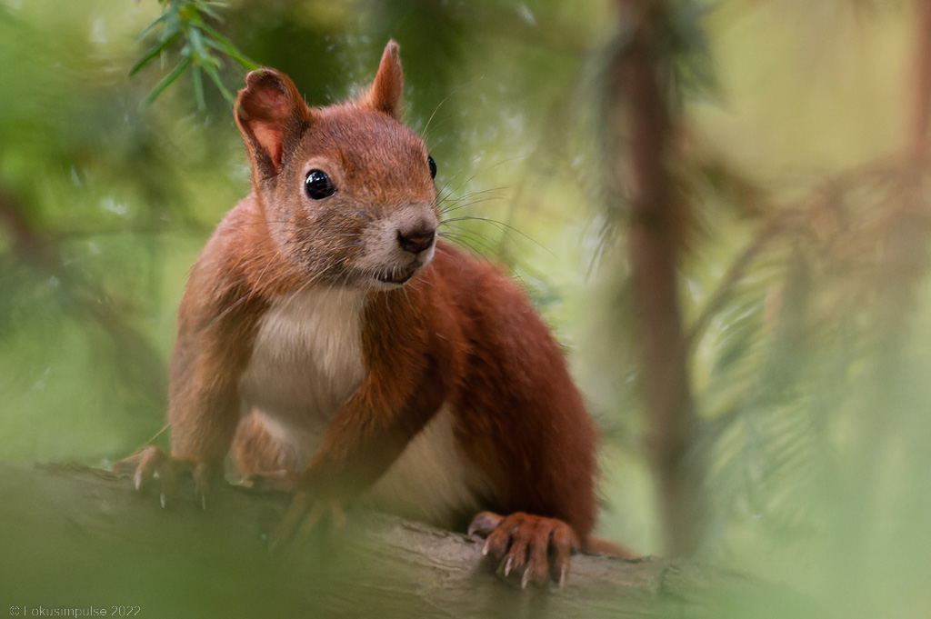 Fokusimpulse – Entdeckerkarte Eichhörnchen